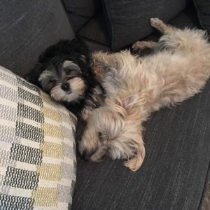 Meet your Posher, Karen